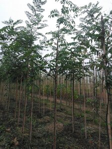 Robinia pseudoacacia 6-8 Hoogstam wortelgoed - afbeelding 6