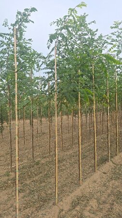 Robinia pseudoacacia 6-8 Hoogstam wortelgoed - afbeelding 5