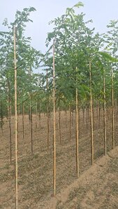 Robinia pseudoacacia 6-8 Hoogstam wortelgoed - afbeelding 5