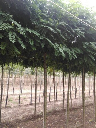 Robinia ps. 'Umbraculifera' 10-12 Hoogstam wortelgoed