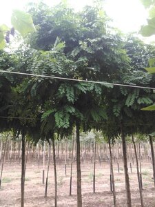 Robinia ps. 'Umbraculifera' 16-18 Hoogstam draadkluit 3 X verplant