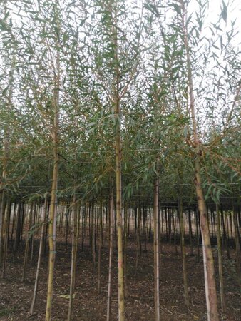 Salix alba 'Chermesina' 10-12 Hoogstam wortelgoed - afbeelding 2