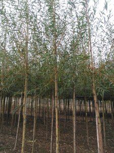 Salix alba 'Chermesina' 10-12 Hoogstam wortelgoed - afbeelding 2