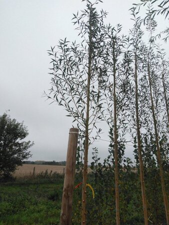 Salix alba 'Chermesina' 10-12 Hoogstam wortelgoed - afbeelding 4