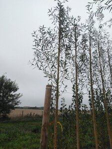 Salix alba 'Chermesina' 10-12 Hoogstam wortelgoed - afbeelding 4