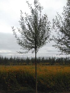 Salix alba 'Chermesina' 10-12 Hoogstam wortelgoed - afbeelding 3