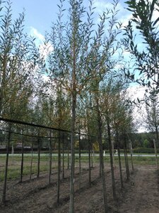 Salix alba 'Chermesina' 12-14 Hoogstam wortelgoed 2 X verplant - afbeelding 4