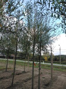 Salix alba 'Chermesina' 14-16 Hoogstam wortelgoed 2 X verplant - afbeelding 3