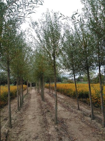Salix alba 'Chermesina' 14-16 Hoogstam wortelgoed 2 X verplant - afbeelding 2