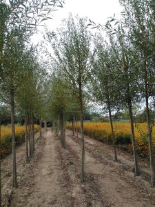 Salix alba 'Chermesina' 14-16 Hoogstam wortelgoed 2 X verplant - afbeelding 2