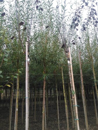 Salix alba 'Chermesina' 16-18 Hoogstam draadkluit 3 X verplant - afbeelding 4