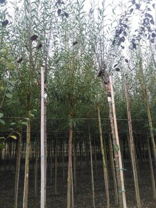 Salix alba 'Chermesina' 16-18 Hoogstam draadkluit 3 X verplant - afbeelding 4