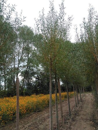 Salix alba 'Chermesina' 16-18 Hoogstam draadkluit 3 X verplant - afbeelding 3