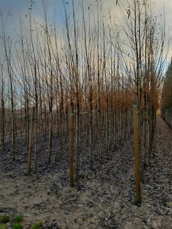 Salix alba 'Chermesina' 18-20 Hoogstam draadkluit 3 X verplant - afbeelding 4