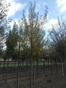 Salix alba 'Chermesina' 18-20 Hoogstam draadkluit 3 X verplant - afbeelding 3