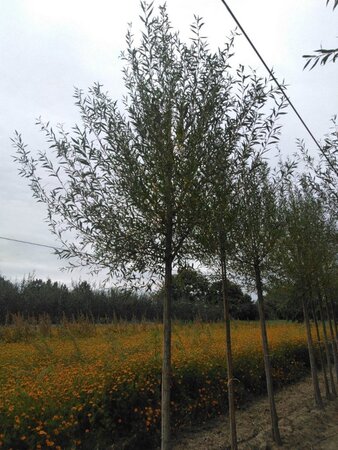 Salix alba 'Chermesina' 18-20 Hoogstam draadkluit 3 X verplant - afbeelding 2