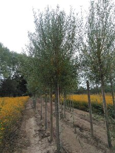 Salix alba 'Chermesina' 20-25 Hoogstam draadkluit 3 X verplant - afbeelding 2