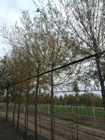 Salix alba 'Chermesina' 20-25 Hoogstam draadkluit 3 X verplant - afbeelding 3
