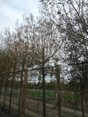 Salix alba 'Chermesina' 25-30 Hoogstam draadkluit 3 X verplant - afbeelding 2