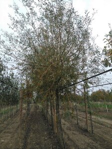 Salix alba 'Chermesina' 30-35 Hoogstam draadkluit 4 X verplant - afbeelding 2