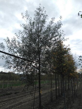 Salix alba 'Chermesina' 35-40 Hoogstam draadkluit 4 X verplant - afbeelding 2