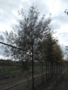Salix alba 'Chermesina' 35-40 Hoogstam draadkluit 4 X verplant - afbeelding 2