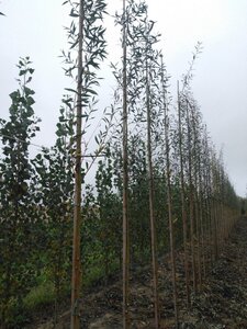 Salix alba 'Chermesina' 6-8 Hoogstam wortelgoed - afbeelding 2