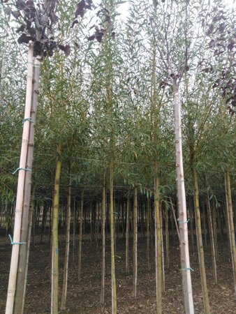Salix alba 'Chermesina' 8-10 Hoogstam wortelgoed - afbeelding 2