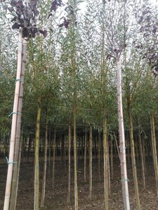 Salix alba 'Chermesina' 8-10 Hoogstam wortelgoed - afbeelding 2