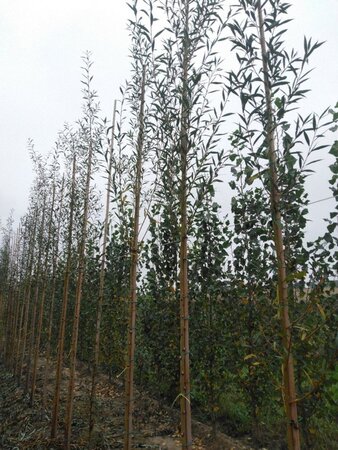 Salix alba 'Chermesina' 8-10 Hoogstam wortelgoed - afbeelding 3