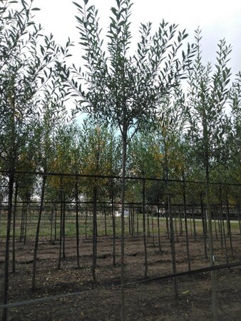 Salix alba 10-12 Hoogstam wortelgoed - afbeelding 2