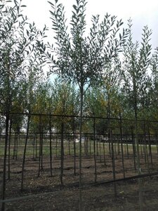 Salix alba 10-12 Hoogstam wortelgoed - afbeelding 2