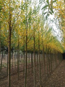 Salix alba 10-12 Hoogstam wortelgoed