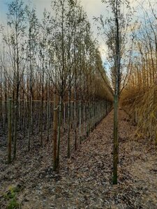Salix alba 12-14 Hoogstam wortelgoed 2 X verplant