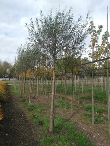 Salix alba 20-25 Hoogstam draadkluit 3 X verplant