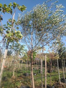 Salix alba 25-30 Hoogstam draadkluit 3 X verplant