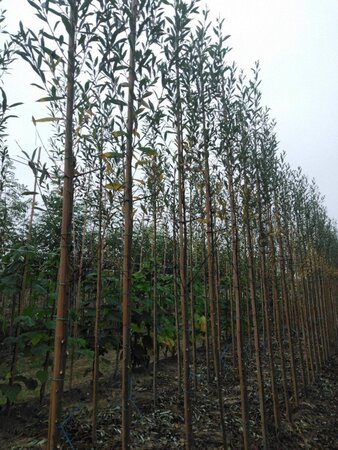 Salix alba 6-8 Hoogstam wortelgoed