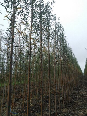Salix alba 8-10 Hoogstam wortelgoed