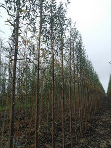 Salix alba 8-10 Hoogstam wortelgoed