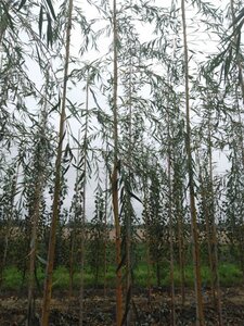 Salix sepulcralis 'Chrysocoma' 10-12 Hoogstam wortelgoed - afbeelding 4