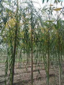 Salix sepulcralis 'Chrysocoma' 10-12 Hoogstam wortelgoed - afbeelding 3