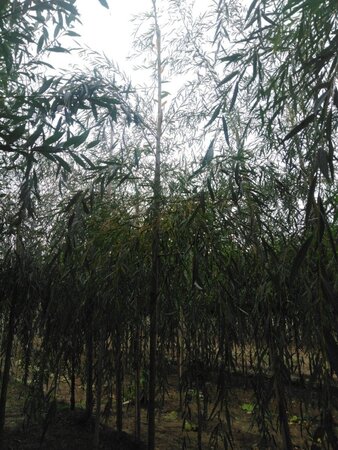 Salix sepulcralis 'Chrysocoma' 10-12 Hoogstam wortelgoed - afbeelding 2