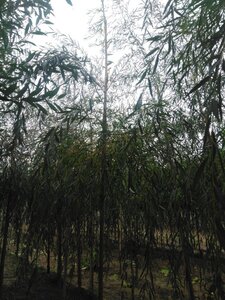 Salix sepulcralis 'Chrysocoma' 10-12 Hoogstam wortelgoed - afbeelding 2