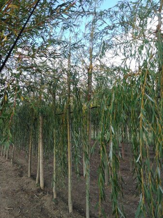 Salix sepulcralis 'Chrysocoma' 14-16 Hoogstam wortelgoed 2 X verplant - afbeelding 2