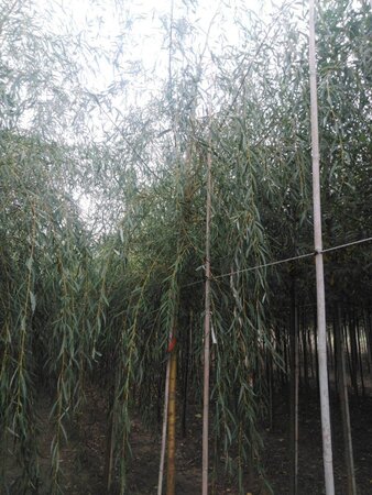 Salix sepulcralis 'Chrysocoma' 16-18 Hoogstam draadkluit 3 X verplant - afbeelding 3