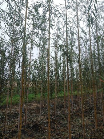Salix sepulcralis 'Chrysocoma' 6-8 Hoogstam wortelgoed - afbeelding 2
