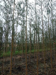 Salix sepulcralis 'Chrysocoma' 6-8 Hoogstam wortelgoed - afbeelding 2
