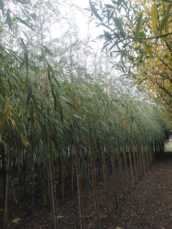 Salix sepulcralis 'Chrysocoma' 8-10 Hoogstam wortelgoed - afbeelding 3