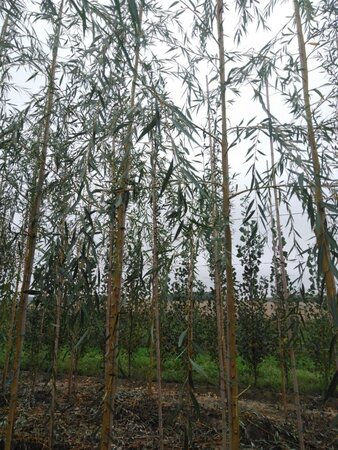 Salix sepulcralis 'Chrysocoma' 8-10 Hoogstam wortelgoed - afbeelding 2