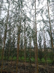 Salix sepulcralis 'Chrysocoma' 8-10 Hoogstam wortelgoed - afbeelding 2